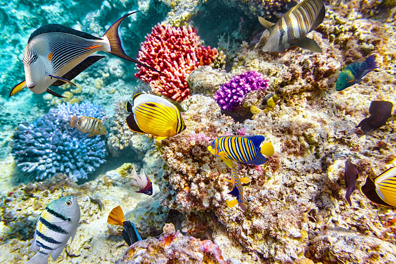 abundance of tropical fish in the waters of the Great Barrier Reef