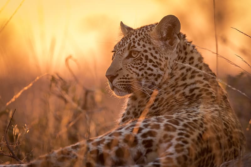 Young leopard in Sabi Sands, South Africa Young leopard in Sabi Sands, South Africa