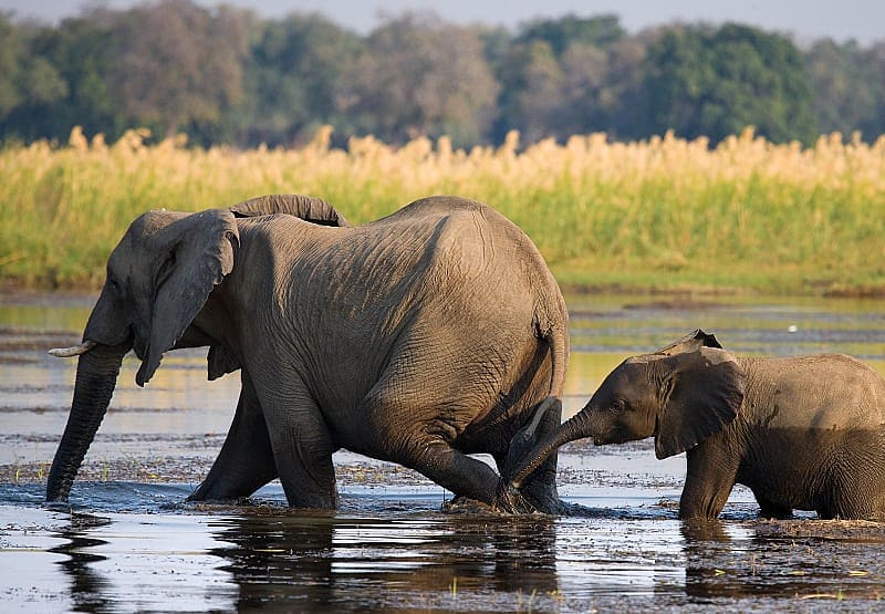 Elephant with baby crossing the river