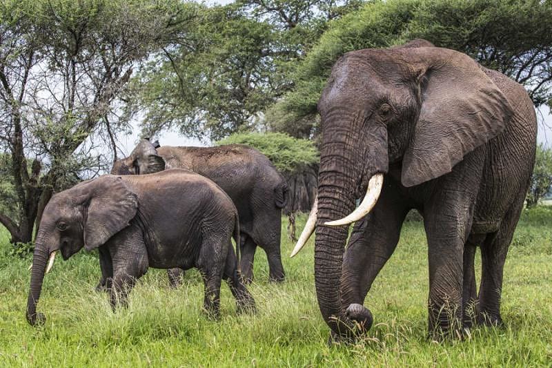 Elephants in Tarangire National Park, Tanzania