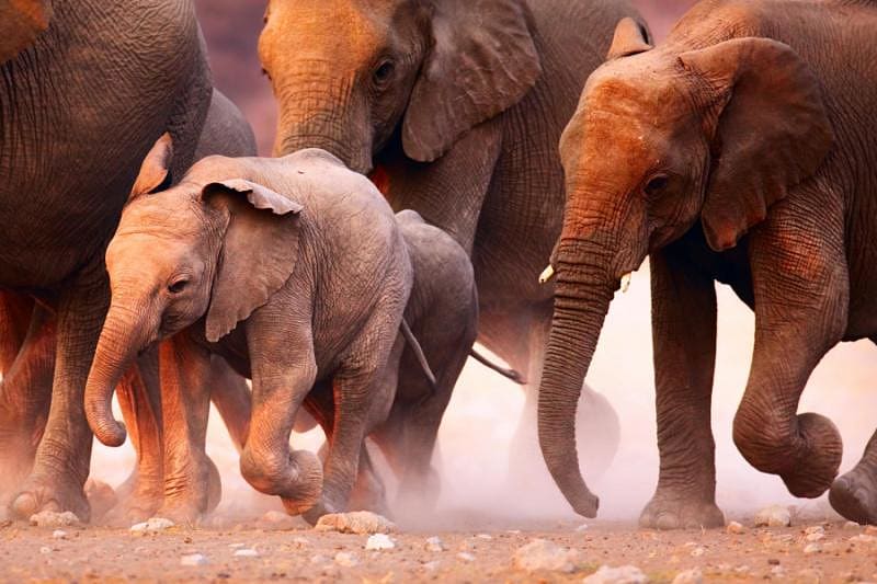Elephant herd on the run