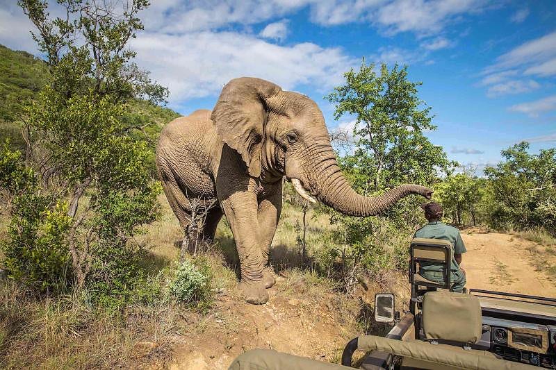 Elephant in the bush on African safari game drive