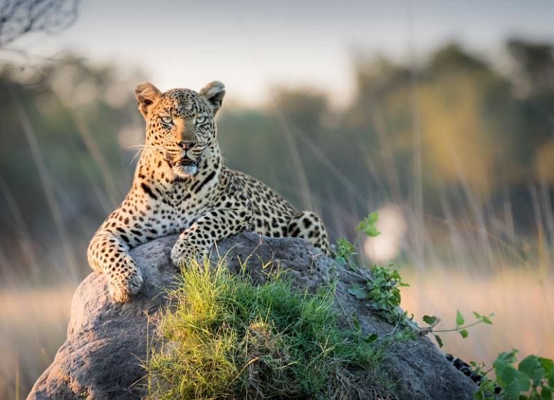 Leopard reclining on top of termite mound in the Okavango Delta, Botswana