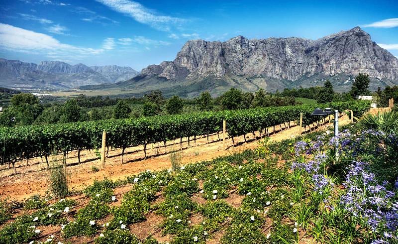 Vineyard in Stellenbosch, South Africa