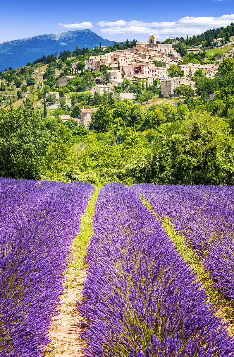 Lavender fields in the south of France near the city of Aurel.