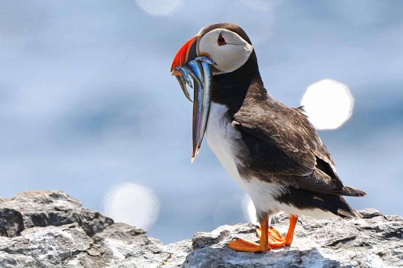 Puffins on the Farne Islands