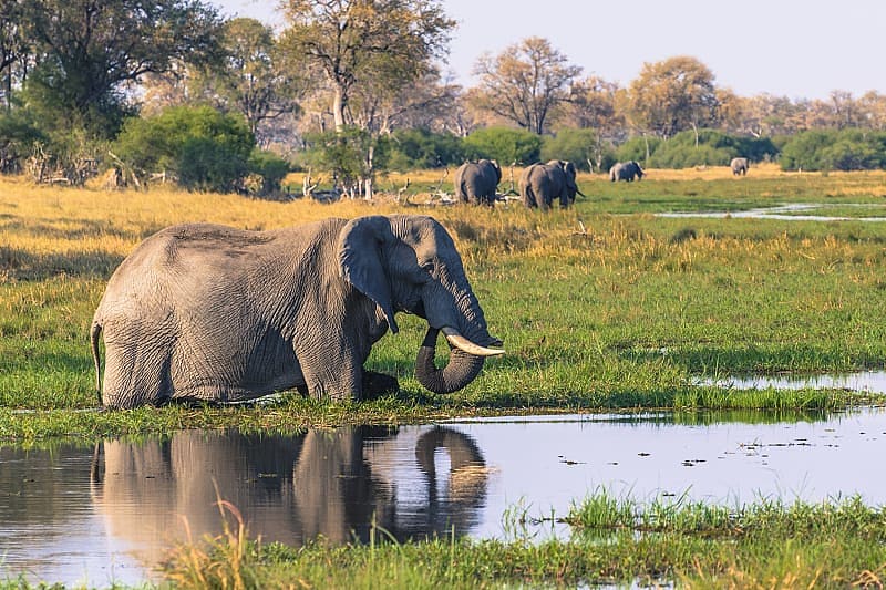 Elephants in the marshy waters of the Okavango Delta, Botswana