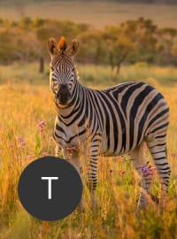 Travel agent Troy in Africa