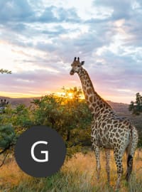 Travel agent Godwin in Tanzania