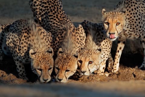 Cheetahs drinking at a watering hole in the Kalahri Desert, South Africa