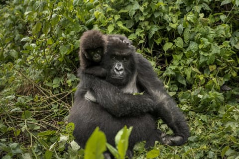 Female mountain gorilla with her baby in Volcanoes National Park, Rwanda