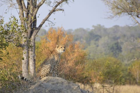 Cheetah in Sabi Sands Private Game Reserve, South Africa