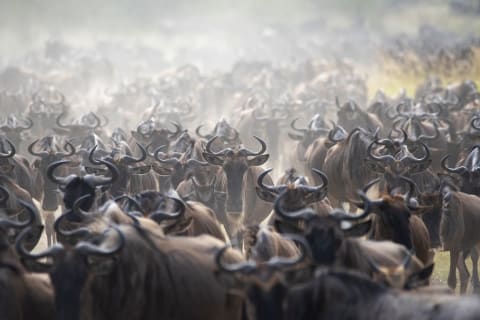 Wildebeests during the great migration in Tanzania