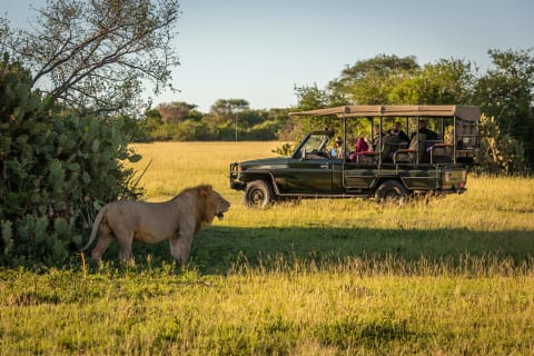 African Safari Tours | Best Safaris & Vacations 2022-2023 | Zicasso