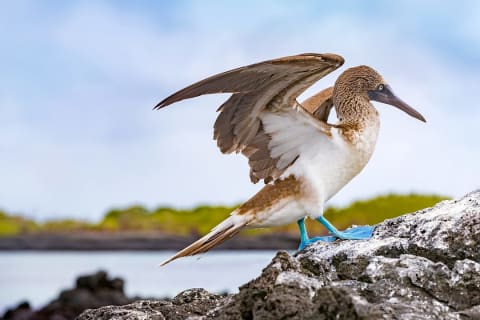 Blue-footed Boobie in the Galapagos Islands, Ecuador