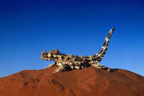 Thorny Devil Lizard at the Red Centre in Australia