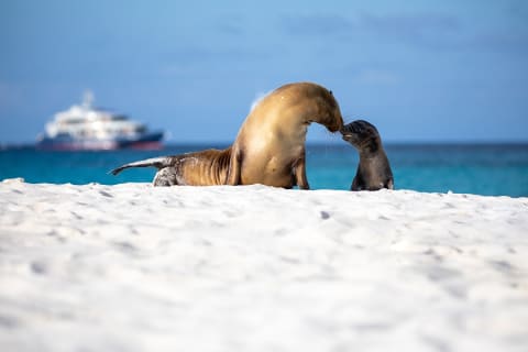 Mother and baby seal on the beach in the Galapagos with cruise ship in the background