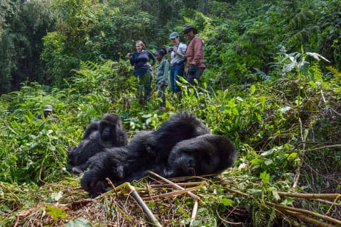 Gorilla trekking in Volcanoes National Park, Rwanda