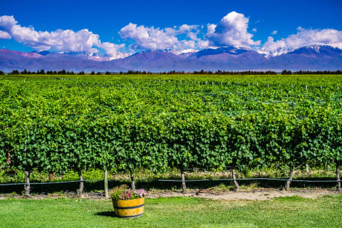 Vineyards and Andes mountains in Argentina