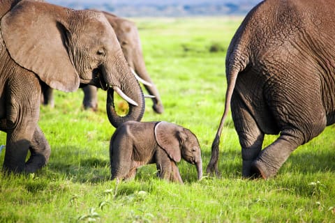 Elephants in Amboseli National Park, Kenya