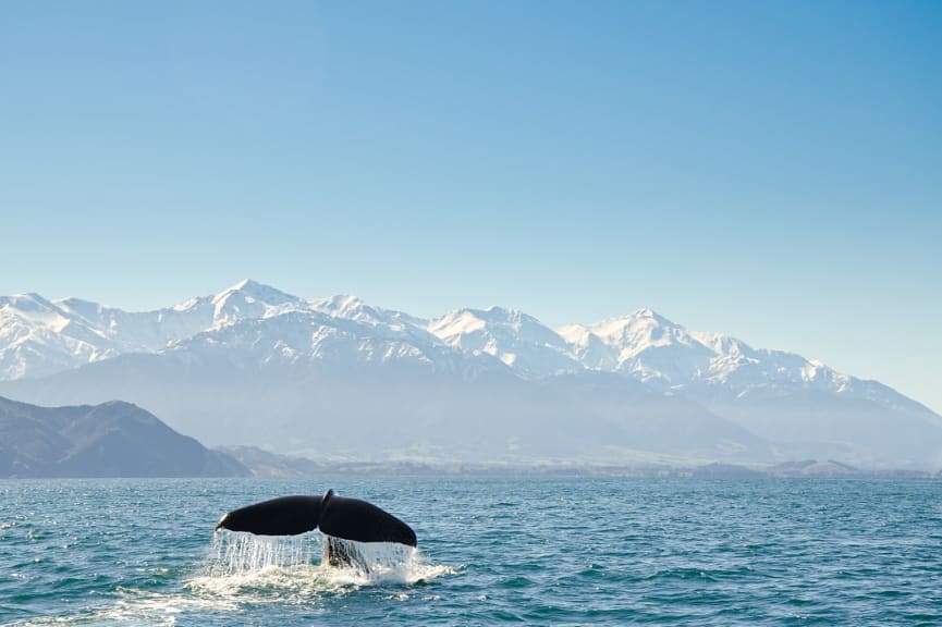 Whale tale breaching the surface in Kaikōura, New Zealand