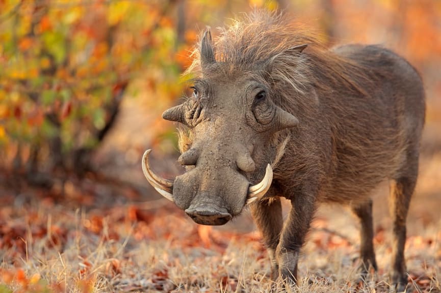 Warthog in Kruger National Park, South Africa