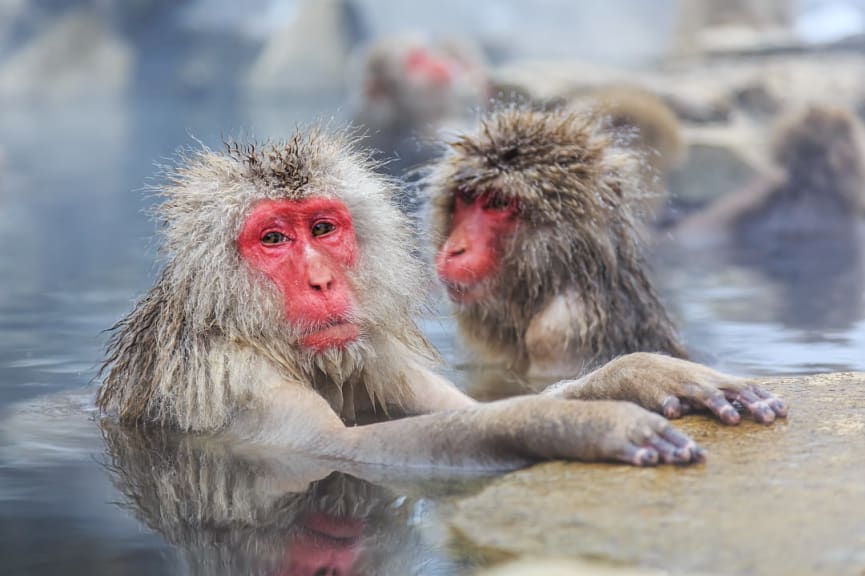 Jigokudani Monkey Park in Nagano, Japan