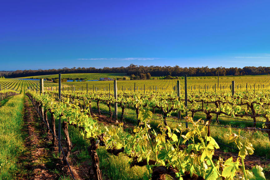 Vineyards in Margaret River in Western Australia