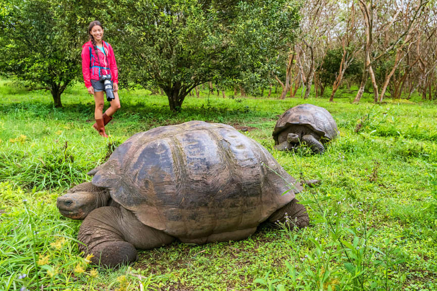 Giant tortoises on Santa Cruz island in the Galapagos