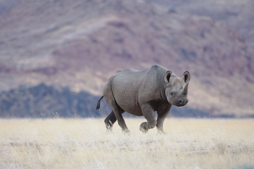 A black rhinoceros roams freely across Namibia's vast, rugged landscape, in the Skeleton Coast.