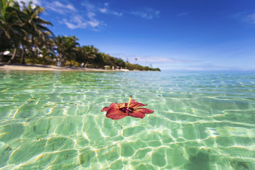 Hibiscus flower floating on emerald water in Fiji