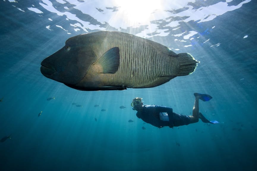 Man snorkeling along side a maori wrasse in the Great Barrier Reef, Australia