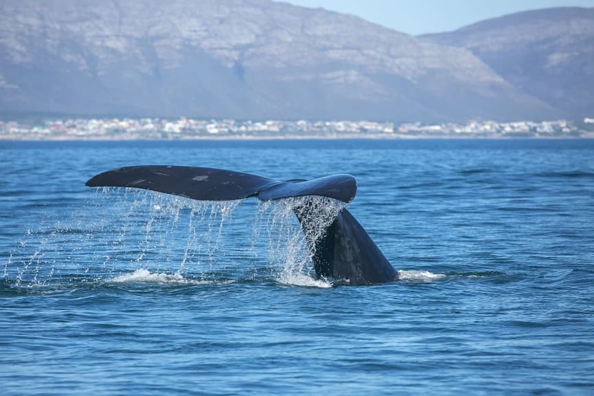 Whale tale in the ocean, Hermanus, South Africa