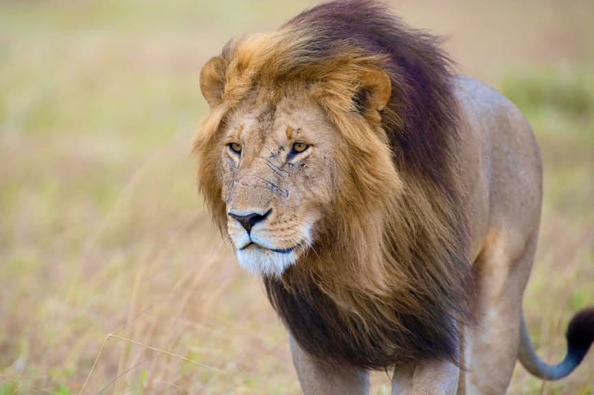 Lion in Kruger National Park, South Africa