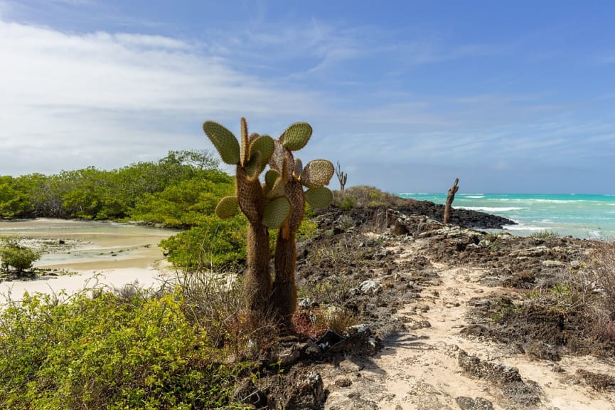 View of the El Garrapatero beach, Santa Cruz Island in the Galapagos