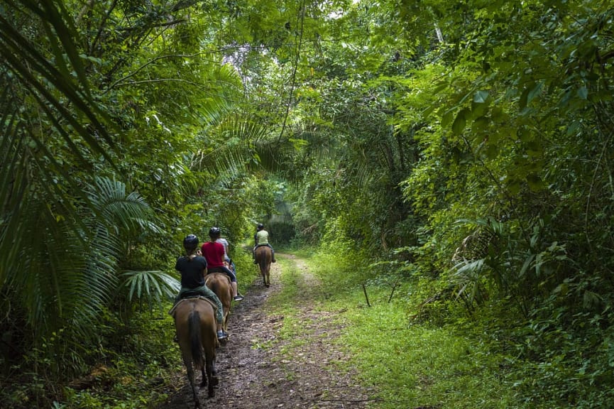 Horseback Riding in Chaa Creek Nature Reserve, San Ignacio, Belize