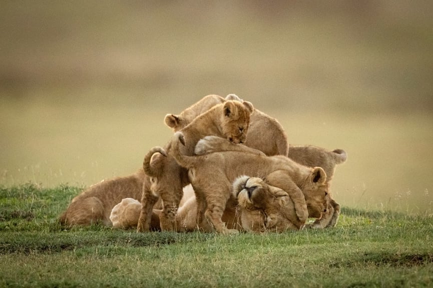 Lioness playing with her cubs in Serengeti National Park