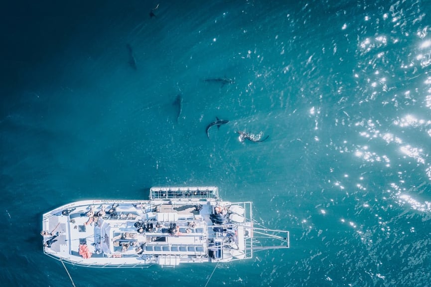 Cage diving with Great White Sharks in South Africa