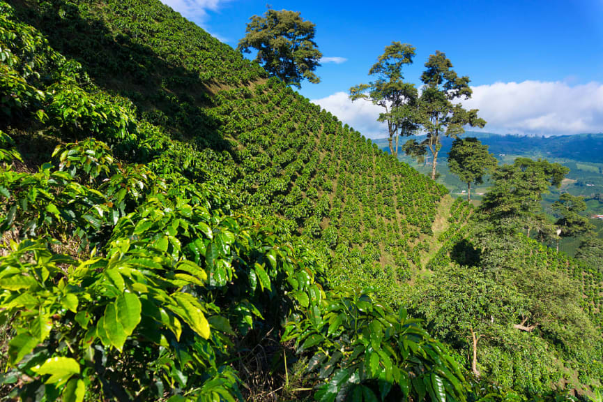 Coffee plantation, Manizales, Colombia 