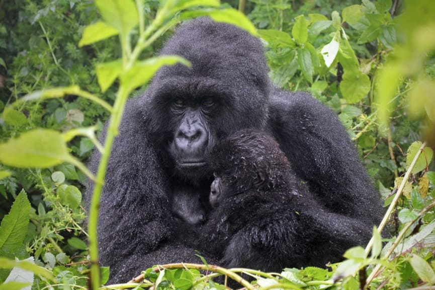 Mother and baby mountain gorilla in Rwanda