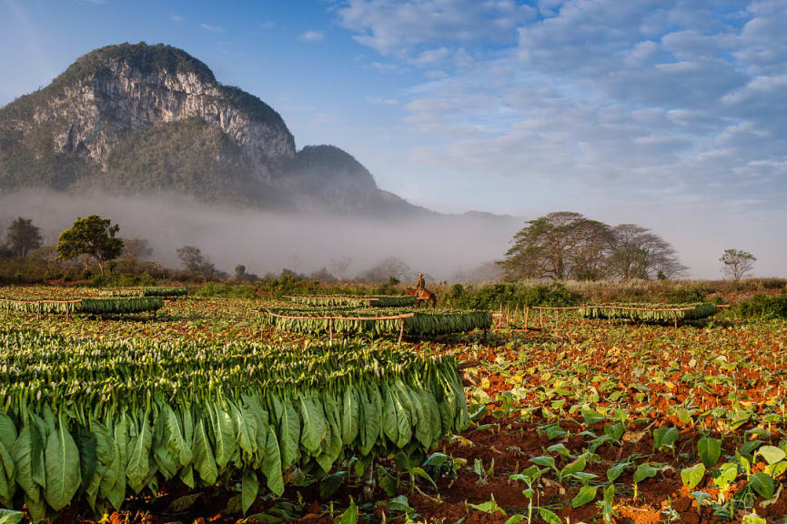 Tobacco plantation in Viñales Valley, Cuba.