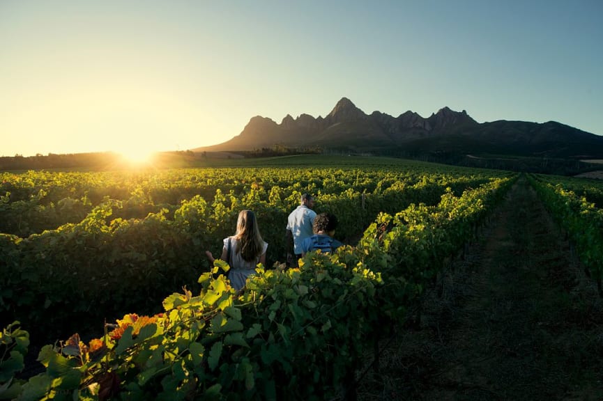 unset tour of the vineyards in the Wester Cape Winelands