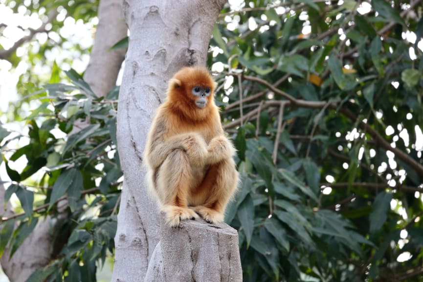 Golden monkey in the Volcanoes National Park, Rwanda. 