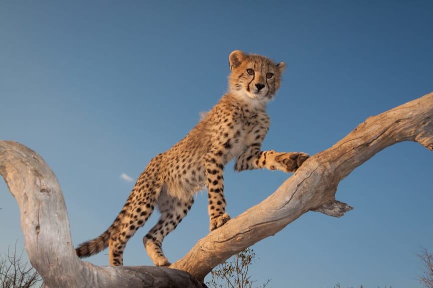 Cheetah cub standing on dead tree in a warm afternoon light with blue sky in the background at Kruger National Park, South Africa