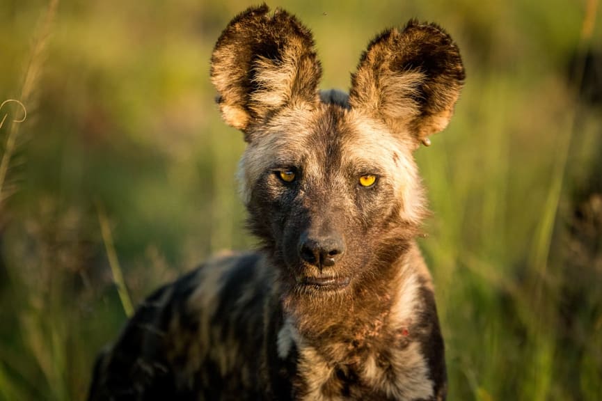 African wild dog in Kruger National Park, South Africa