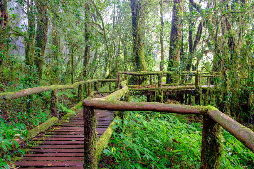 Walkway in Daintree National Park in Queensland, Australia.