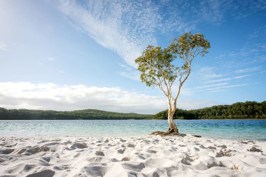 Tree on white sand of Fraser Island, Queensland, Australia