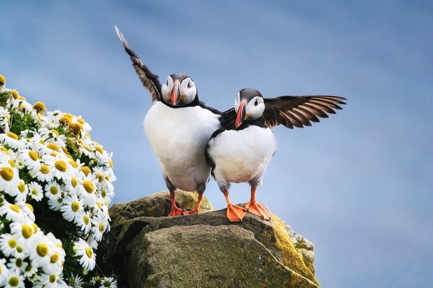 Puffins on the Westfjord in Iceland