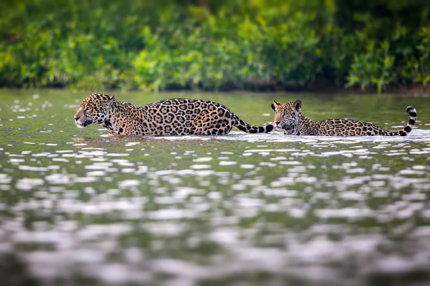 Two jaguars crossing a river in the Pantanal, Brazil