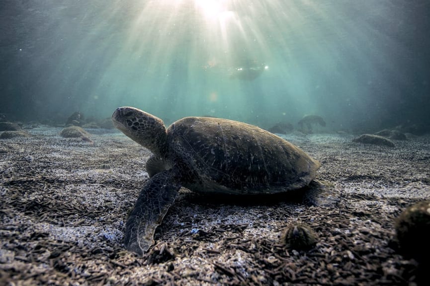 Marine life in Playa Brava, Santa Cruz Island